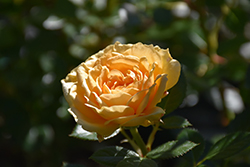 Edith's Darling Rose (Rosa 'WEKaltjuchi') at Echter's Nursery & Garden Center