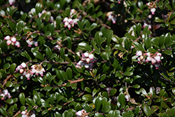 Bearberry (Arctostaphylos uva-ursi) at Echter's Nursery & Garden Center