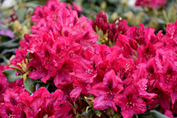 Nova Zembla Rhododendron (Rhododendron 'Nova Zembla') at Echter's Nursery & Garden Center