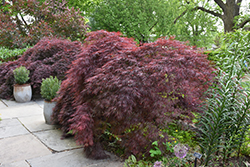 Crimson Queen Japanese Maple (Acer palmatum 'Crimson Queen') at Echter's Nursery & Garden Center