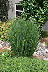 Northwind Switch Grass (Panicum virgatum 'Northwind') at Echter's Nursery & Garden Center