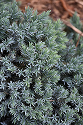 Blue Star Juniper (Juniperus squamata 'Blue Star') at Echter's Nursery & Garden Center