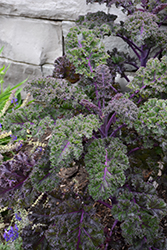 Redbor Kale (Brassica oleracea var. acephala 'Redbor') at Echter's Nursery & Garden Center