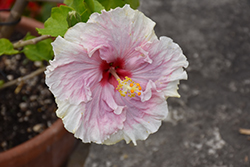C'est Bon Cajun Hibiscus (Hibiscus rosa-sinensis 'C'est Bon') at Echter's Nursery & Garden Center