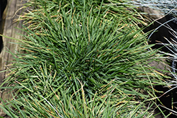 Pixie Fountain Tufted Hair Grass (Deschampsia cespitosa 'Pixie Fountain') at Echter's Nursery & Garden Center