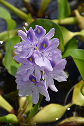 Water Hyacinth (Eichhornia crassipes) at Echter's Nursery & Garden Center