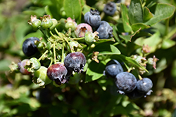Jelly Bean Blueberry (Vaccinium 'ZF06-179') at Echter's Nursery & Garden Center