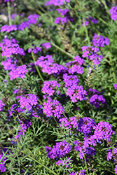 Imagination Verbena (Verbena 'Imagination') at Echter's Nursery & Garden Center