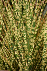 Gold Bar Maiden Grass (Miscanthus sinensis 'Gold Bar') at Echter's Nursery & Garden Center