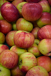 Cortland Apple (Malus 'Cortland') at Echter's Nursery & Garden Center