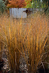 Northwind Switch Grass (Panicum virgatum 'Northwind') at Echter's Nursery & Garden Center