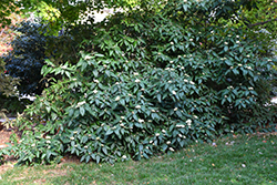 Alleghany Viburnum (Viburnum x rhytidophylloides 'Alleghany') at Echter's Nursery & Garden Center