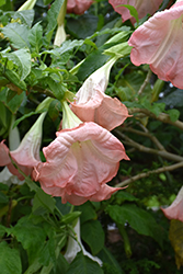 Frosty Pink Angel's Trumpet (Brugmansia 'Frosty Pink') at Echter's Nursery & Garden Center