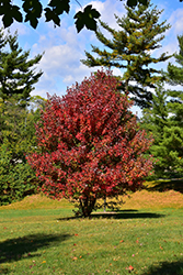 Redpointe Red Maple (Acer rubrum 'Frank Jr.') at Echter's Nursery & Garden Center