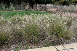 Karley Rose Oriental Fountain Grass (Pennisetum orientale 'Karley Rose') at Echter's Nursery & Garden Center