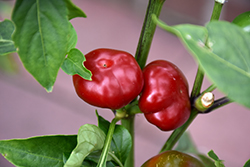 Large Red Cherry Hot Pepper (Capsicum annuum 'Large Red Cherry') at Echter's Nursery & Garden Center
