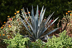 Tequila Agave (Agave tequilana) at Echter's Nursery & Garden Center