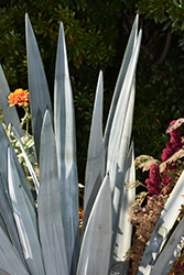 Tequila Agave (Agave tequilana) at Echter's Nursery & Garden Center