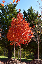 Flashfire Sugar Maple (Acer saccharum 'JFS-Caddo2') at Echter's Nursery & Garden Center