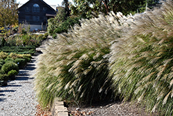 Gracillimus Maiden Grass (Miscanthus sinensis 'Gracillimus') at Echter's Nursery & Garden Center