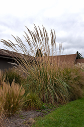 Ravenna Grass (Erianthus ravennae) at Echter's Nursery & Garden Center