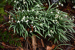 Common Snowdrop (Galanthus nivalis) at Echter's Nursery & Garden Center