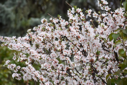 Nanking Cherry (Prunus tomentosa) at Echter's Nursery & Garden Center