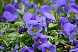 Cool Wave Blue Skies Pansy (Viola x wittrockiana 'PAS1077345') at Echter's Nursery & Garden Center