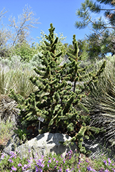 Bristlecone Pine (Pinus aristata) at Echter's Nursery & Garden Center