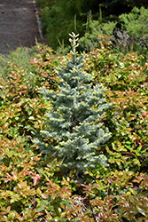Dwarf Blue Rocky Mountain Fir (Abies lasiocarpa 'Glauca Compacta') at Echter's Nursery & Garden Center
