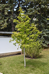 Amur Maple (tree form) (Acer ginnala '(tree form)') at Echter's Nursery & Garden Center