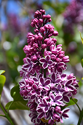 Sensation Lilac (Syringa vulgaris 'Sensation') at Echter's Nursery & Garden Center