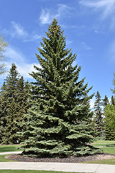 Blue Colorado Spruce (Picea pungens 'var. glauca') at Echter's Nursery & Garden Center