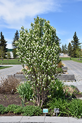Standing Ovation Saskatoon Berry (Amelanchier alnifolia 'Obelisk') at Echter's Nursery & Garden Center