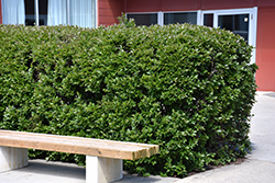 Hedge Cotoneaster (Cotoneaster lucidus) at Echter's Nursery & Garden Center