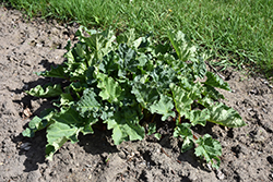 Victoria Rhubarb (Rheum 'Victoria') at Echter's Nursery & Garden Center