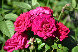 Children's Hope Rose (Rosa 'WEKswegoba') at Echter's Nursery & Garden Center