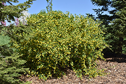 Golden Flowering Currant (Ribes aureum) at Echter's Nursery & Garden Center
