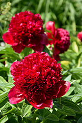Red Charm Peony (Paeonia 'Red Charm') at Echter's Nursery & Garden Center