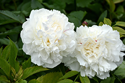 Duchesse de Nemours Peony (Paeonia 'Duchesse de Nemours') at Echter's Nursery & Garden Center