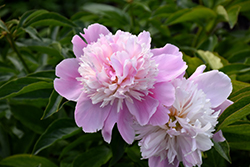 Monsieur Jules Elie Peony (Paeonia 'Monsieur Jules Elie') at Echter's Nursery & Garden Center