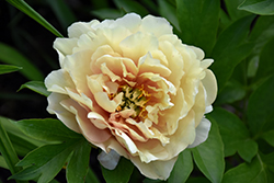 Canary Brilliants Peony (Paeonia 'Canary Brilliants') at Echter's Nursery & Garden Center