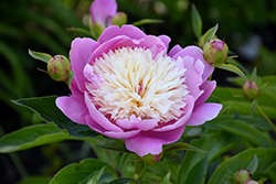 Bowl Of Beauty Peony (Paeonia 'Bowl Of Beauty') at Echter's Nursery & Garden Center