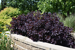 Royal Purple Smokebush (Cotinus coggygria 'Royal Purple') at Echter's Nursery & Garden Center