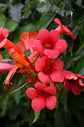 Atomic Red Trumpetvine (Campsis radicans 'Stromboli') at Echter's Nursery & Garden Center
