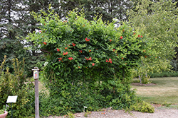 Atomic Red Trumpetvine (Campsis radicans 'Stromboli') at Echter's Nursery & Garden Center