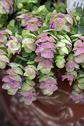 Kirigami Oregano (Origanum 'Kirigami') at Echter's Nursery & Garden Center