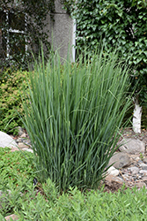 Northwind Switch Grass (Panicum virgatum 'Northwind') at Echter's Nursery & Garden Center