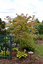 North Wind Japanese Maple (Acer 'IsINW') at Echter's Nursery & Garden Center
