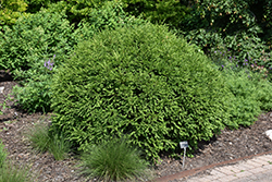 Green Gem Boxwood (Buxus 'Green Gem') at Echter's Nursery & Garden Center